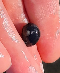 Nerita picea