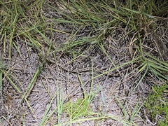 Sistrurus tergeminus