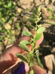 Phyllanthus caroliniensis