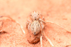 Habronattus texanus