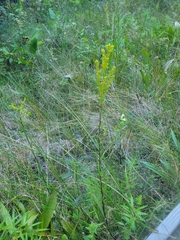 Solidago uliginosa