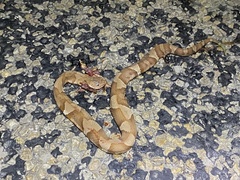 Agkistrodon laticinctus