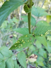 Dasineura ulmaria