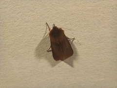 Phragmatobia fuliginosa