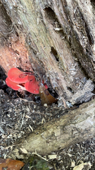 Sarcoscypha occidentalis