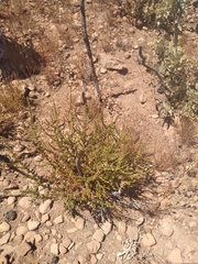 Adenostoma fasciculatum