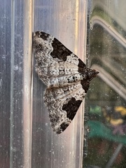 Xanthorhoe fluctuata