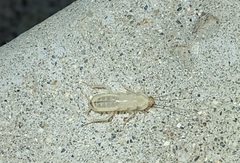 Shelfordella lateralis