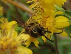 Dolichovespula sylvestris