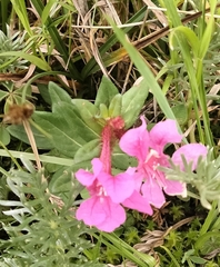 Lythraceae