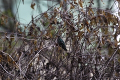 Chlorostilbon lucidus