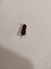 Phragmatobia fuliginosa