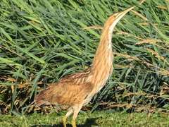 Botaurus lentiginosus