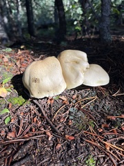Tricholoma equestre