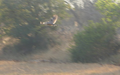 Athene noctua