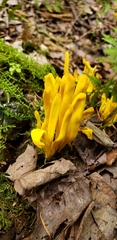Clavulinopsis