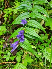 Gentiana asclepiadea