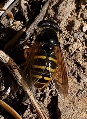Sericomyia chalcopyga
