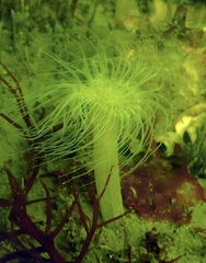 Sagartiogeton undatus