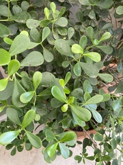 Portulaca oleracea