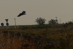 Athene noctua