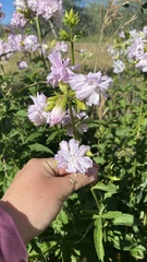 Malva moschata
