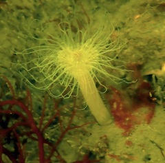 Sagartiogeton undatus