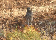 Athene noctua
