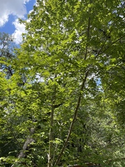 Acer grandidentatum