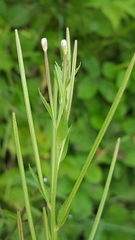 Epilobium glandulosum