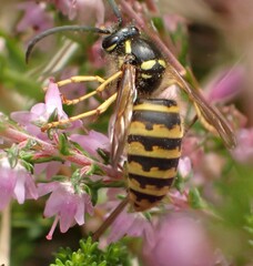 Dolichovespula saxonica