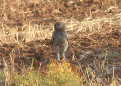 Athene noctua
