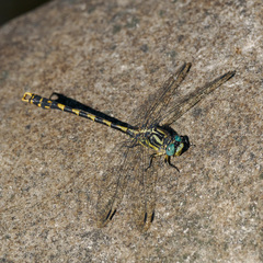 Onychogomphus uncatus