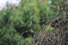 Chlorostilbon lucidus