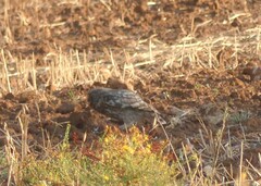Athene noctua
