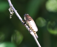 Promachus rufipes