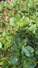 Portulaca oleracea