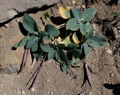 Cycladenia humilis
