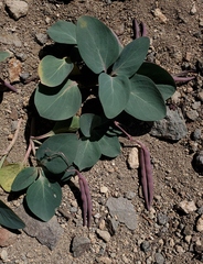 Cycladenia humilis