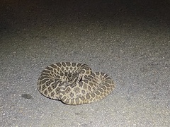 Sistrurus tergeminus