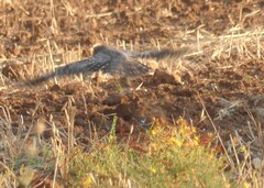 Athene noctua