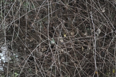 Chlorostilbon lucidus