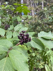 Sambucus racemosa melanocarpa