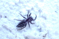 Platycryptus californicus