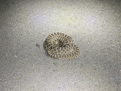 Sistrurus tergeminus