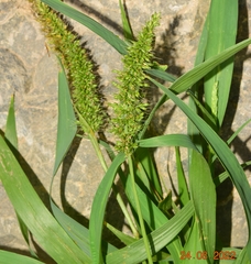 Setaria verticillata