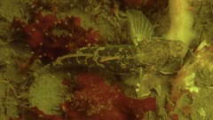 Gobius niger