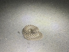 Sistrurus tergeminus