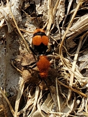 Dasymutilla occidentalis
