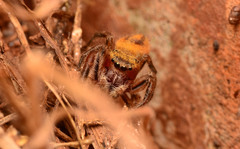 Phidippus pius